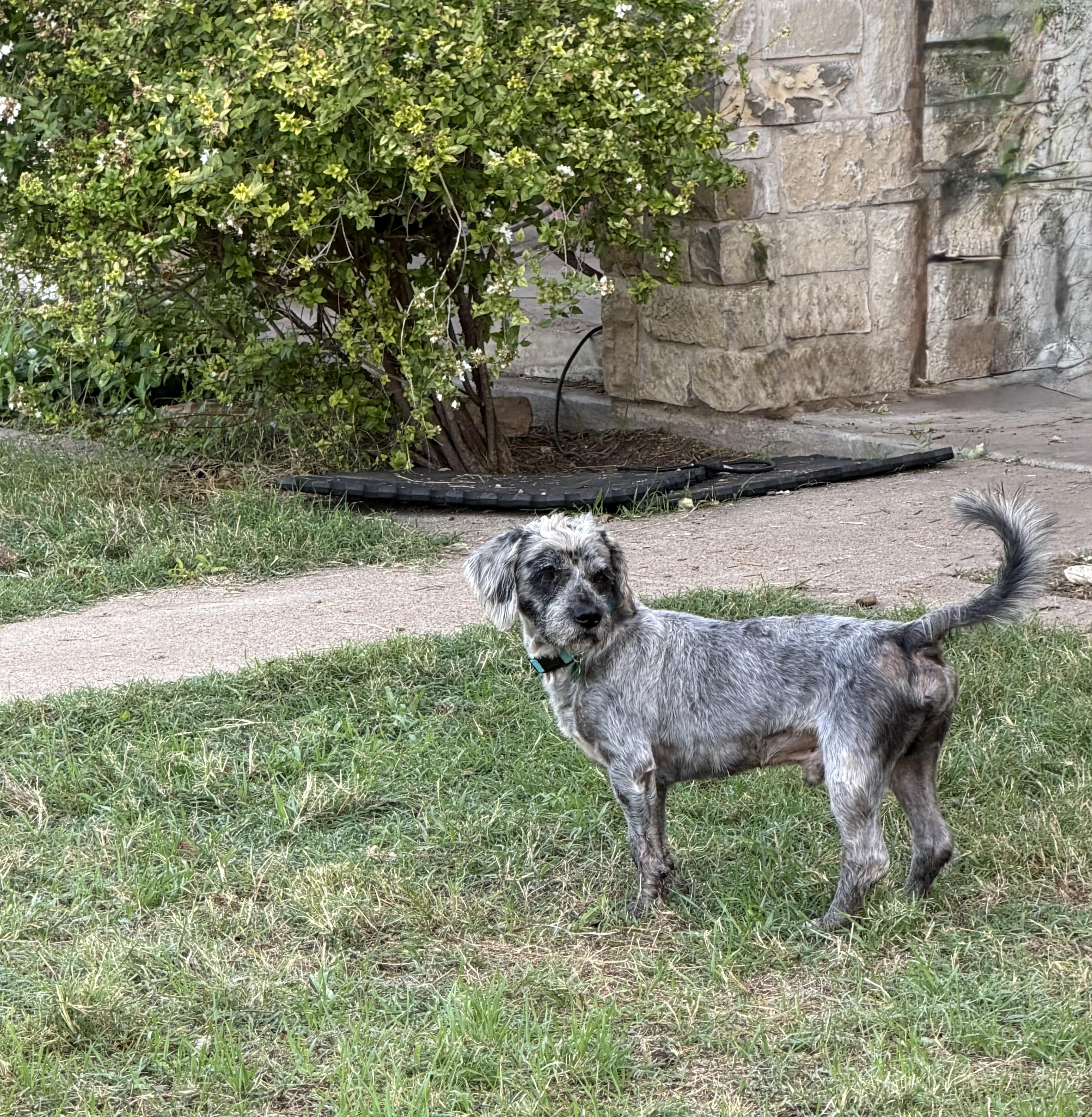 An adult medium-sized male Standard Schnauzer dog named Lucky Fred for adoption in Coppell, TX