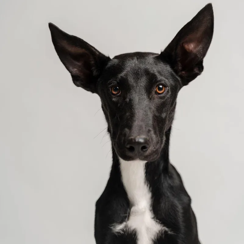 A young medium-sized male Black German Pinscher dog named Ebano for adoption in Manvel, TX