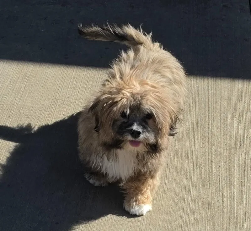 A baby small-sized female Brown / Chocolate Lhasa Apso dog named Willow for adoption in Terre Haute, IN