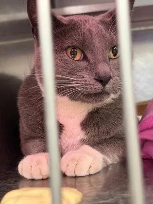 An adult medium-sized female Gray & White Domestic Short Hair cat named Toni for adoption in Rapid City, SD
