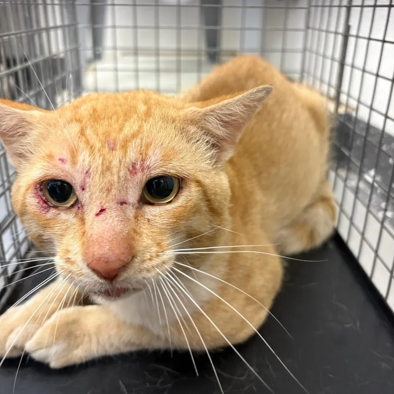 An adult medium-sized male Orange / Red Domestic Short Hair cat named Feral Butch Cassidy for adoption in Columbiana, AL