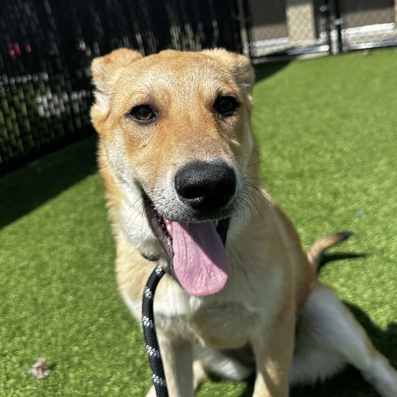 A baby medium-sized female Yellow / Tan / Blond / Fawn Great Pyrenees dog named Mary for adoption in Washington Township, OH