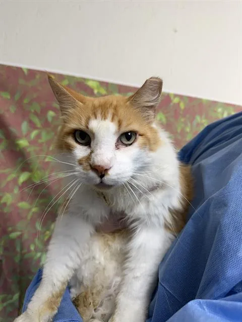 An adult small-sized male Domestic Long Hair cat named Lion for adoption in San Antonio, TX