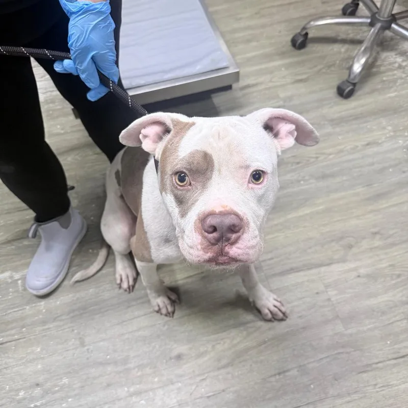 An adult medium-sized male White / Cream Mixed Breed dog named Borris for adoption in Summerville, SC