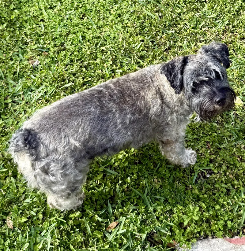 Hypoallergenic Mini Schnauzer Girl thumbnail 2