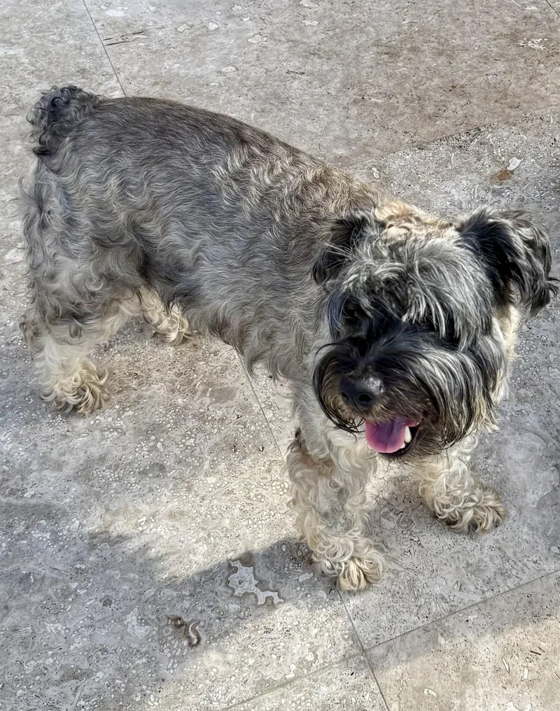 Hypoallergenic Mini Schnauzer Girl thumbnail 4