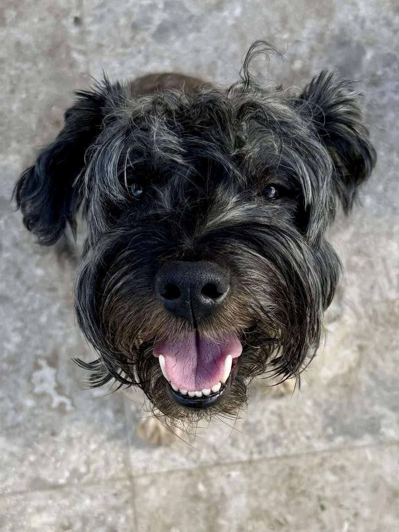 Hypoallergenic Mini Schnauzer Girl
