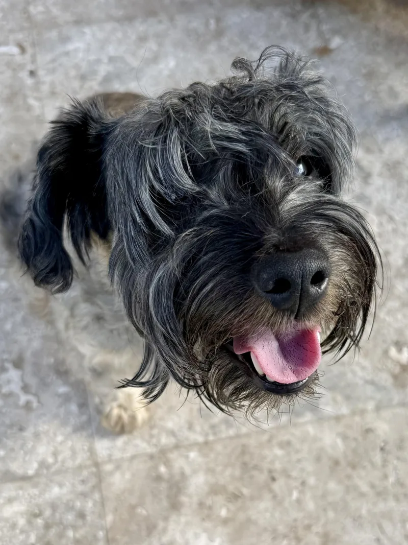 Hypoallergenic Mini Schnauzer Girl thumbnail 5