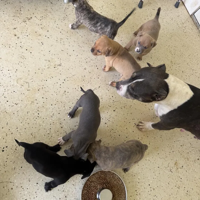 A baby small-sized male Yellow / Tan / Blond / Fawn Staffordshire Bull Terrier dog named Kirk for adoption in LOXAHATCHEE, FL