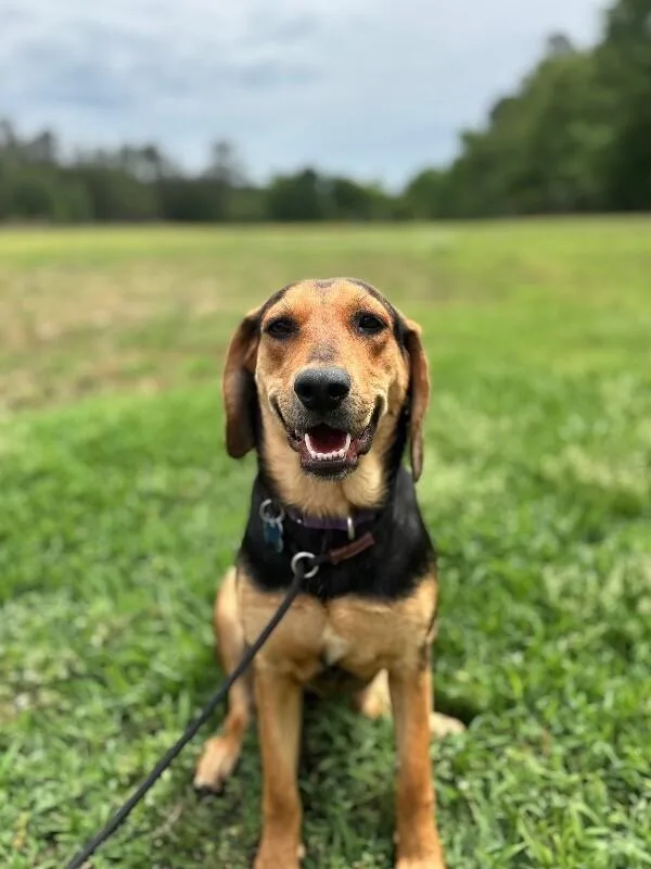 An adult medium-sized female Yellow / Tan / Blond / Fawn Hound dog named Hadley for adoption in Aiken, SC