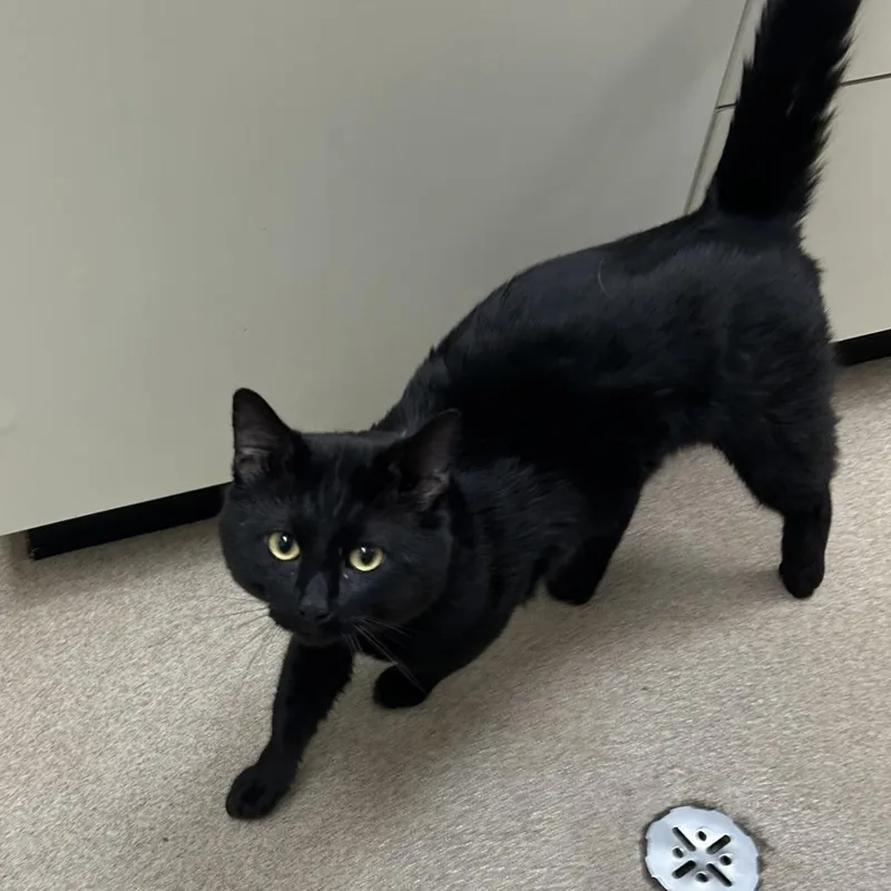 A young medium-sized male Black Domestic Short Hair cat named Alderic a thoughtful for adoption in Oshkosh, WI