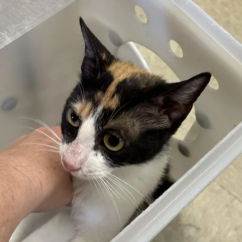 An adult small-sized female Calico Domestic Short Hair cat named Reese for adoption in Birmingham, AL