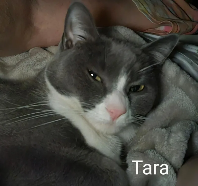Tara