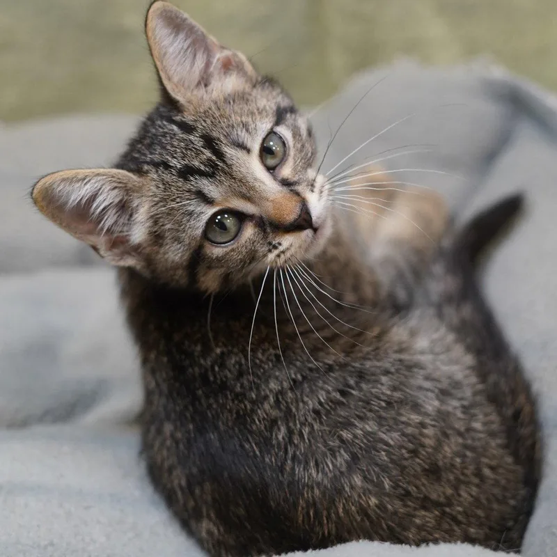 A baby medium-sized male Tabby cat named Dewdrop Aka Dewey for adoption in Garland, TX
