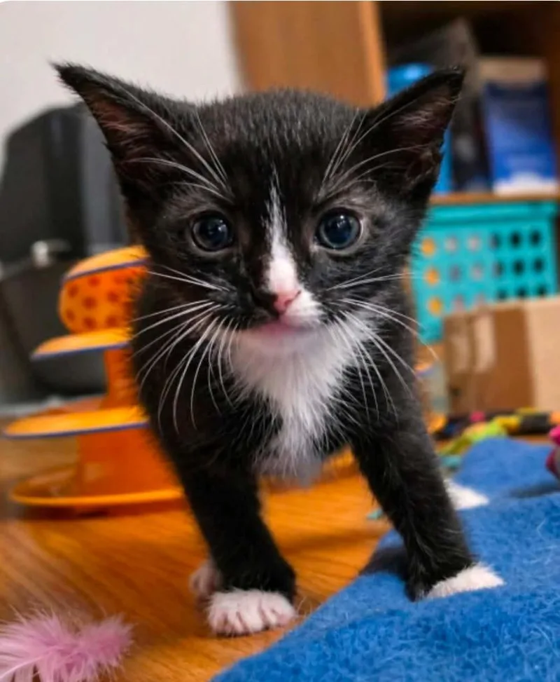 A baby medium-sized female Domestic Short Hair cat named Frida Pawlo for adoption in El Dorado, AR