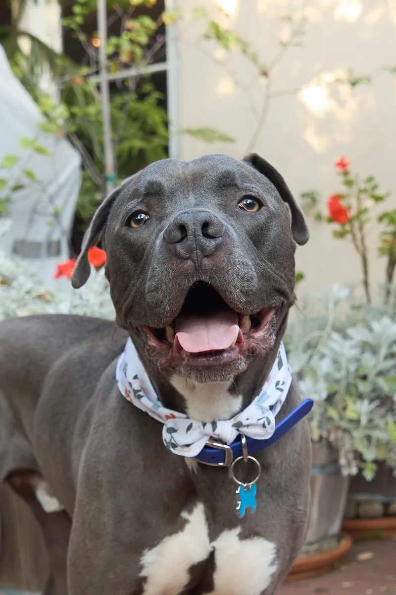 An adult large-sized male Pit Bull Terrier dog named Baloo for adoption in oriskany, NY