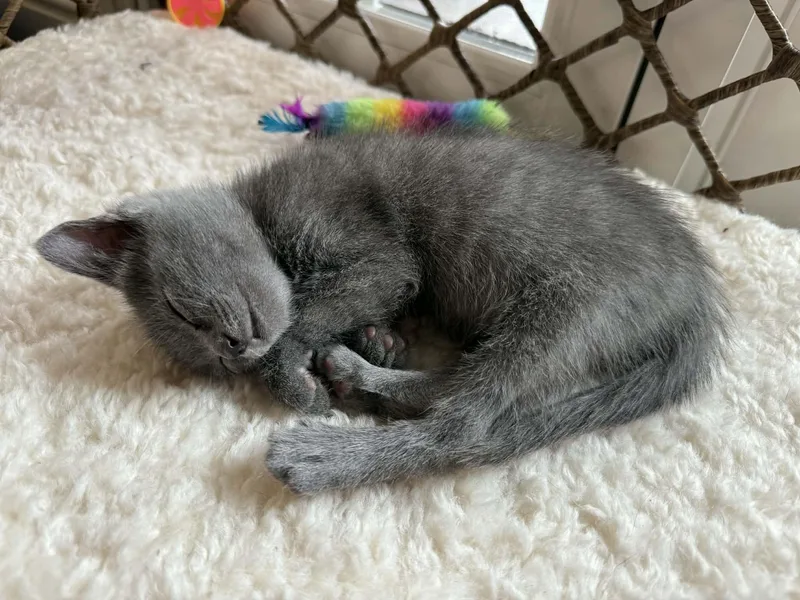 A baby small-sized male Gray / Blue / Silver Russian Blue cat named Bear for adoption in Yorba Linda, CA