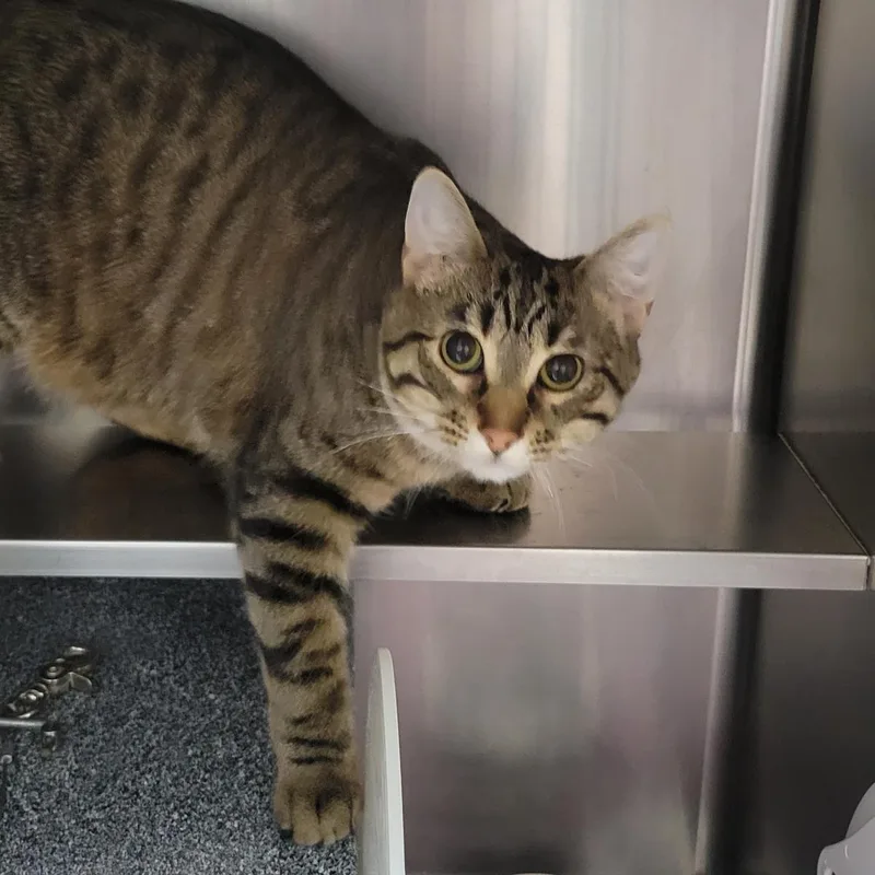 An adult medium-sized male Domestic Short Hair cat named Hot Honey for adoption in Plover, WI