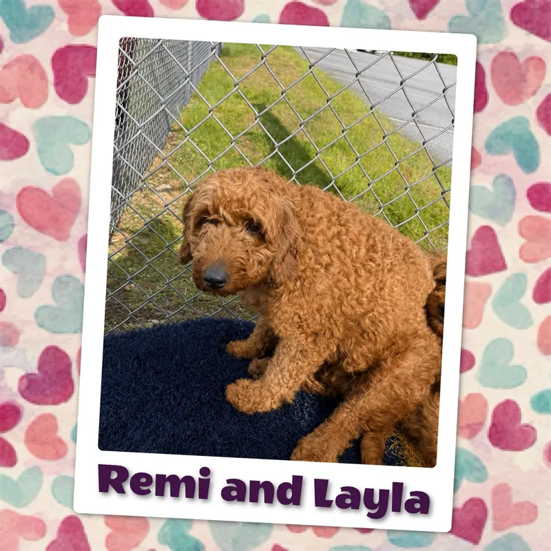 Remi thumbnail 2
