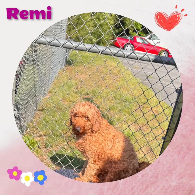 Remi thumbnail 3