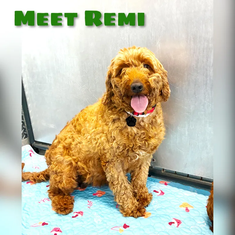 Remi thumbnail 5