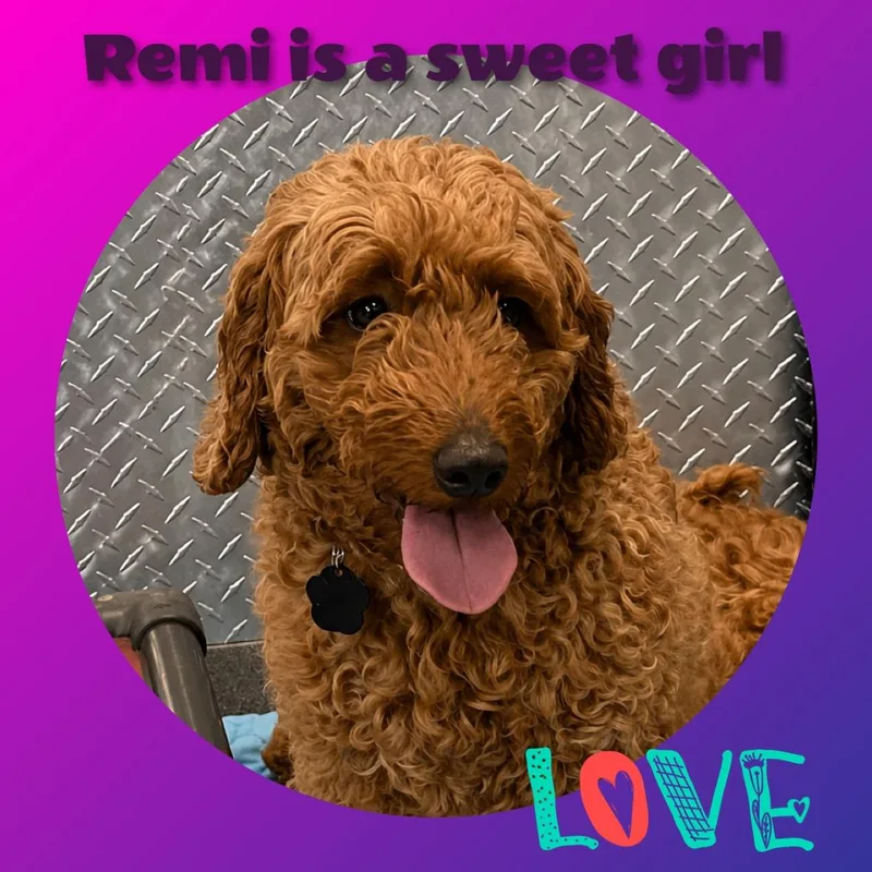 Remi thumbnail 6