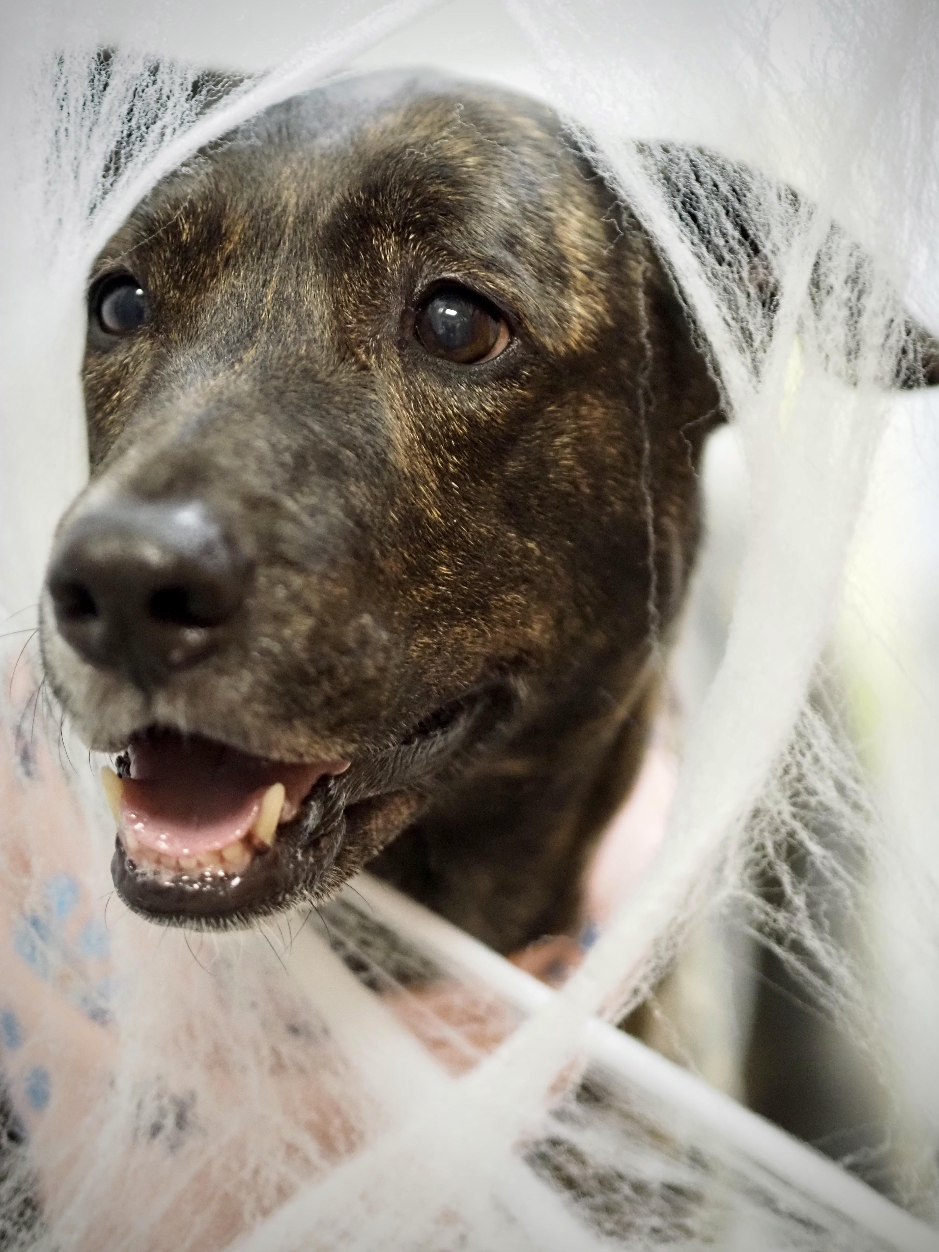 A senior large-sized female Brindle Mountain Cur dog named Reese for adoption in Buena Vista, CO