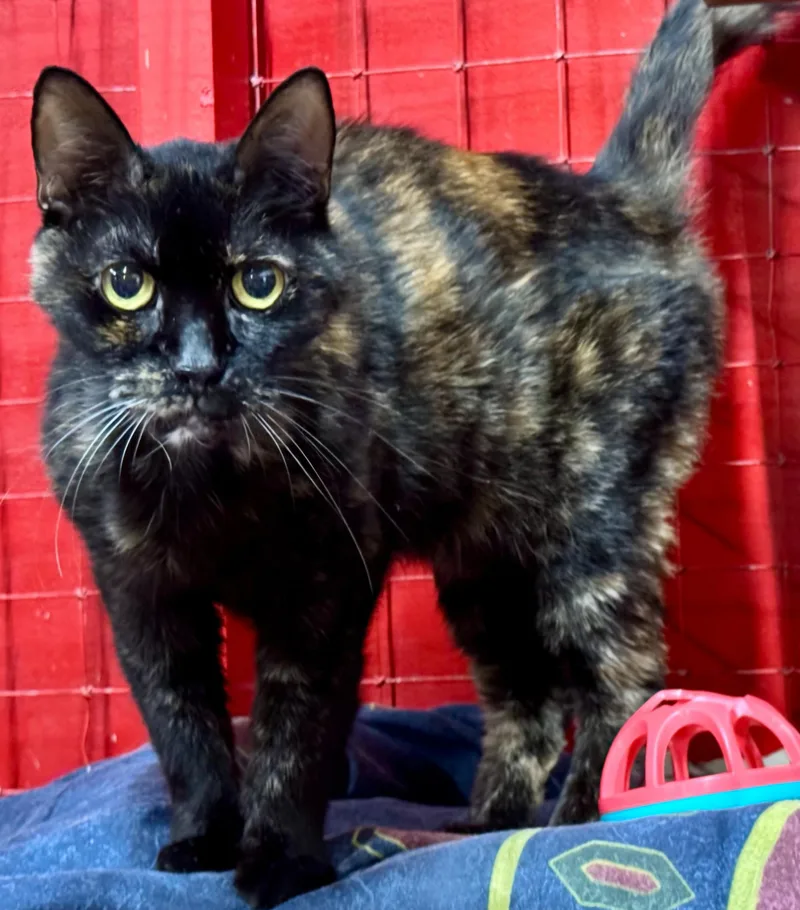 An adult medium-sized female Tortoiseshell cat named Samantha bonded with Kaiju for adoption in Centerville, GA