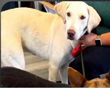 An adult medium-sized female Labrador Retriever dog named Avery for adoption in West Memphis, AR