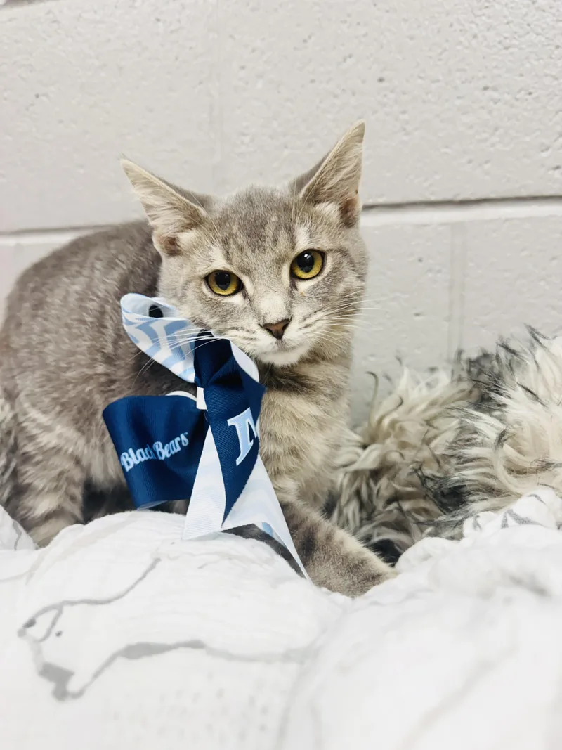 Snuggly Smokey