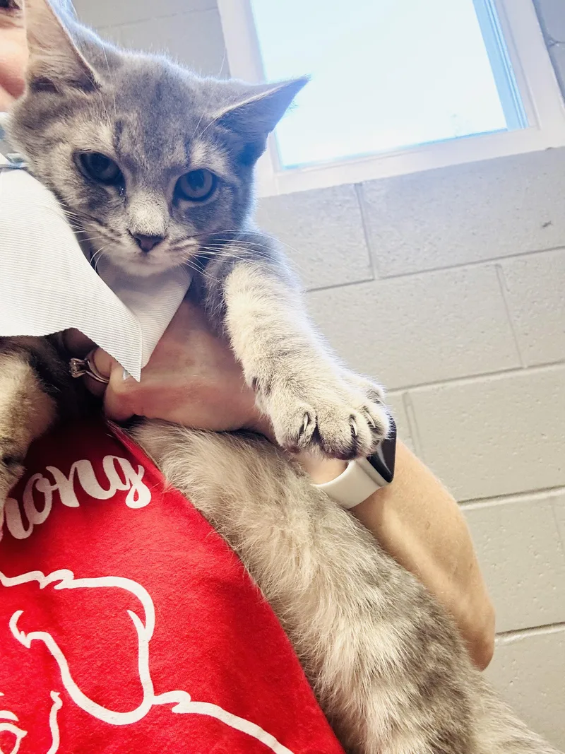 Snuggly Smokey thumbnail 5