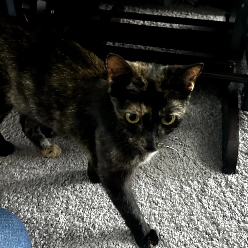 A young medium-sized female Tortoiseshell Domestic Short Hair cat named Nacho for adoption in Huntsville, AL