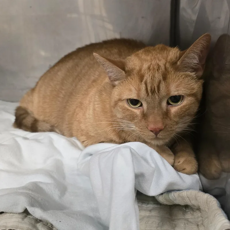 Garfield thumbnail 2