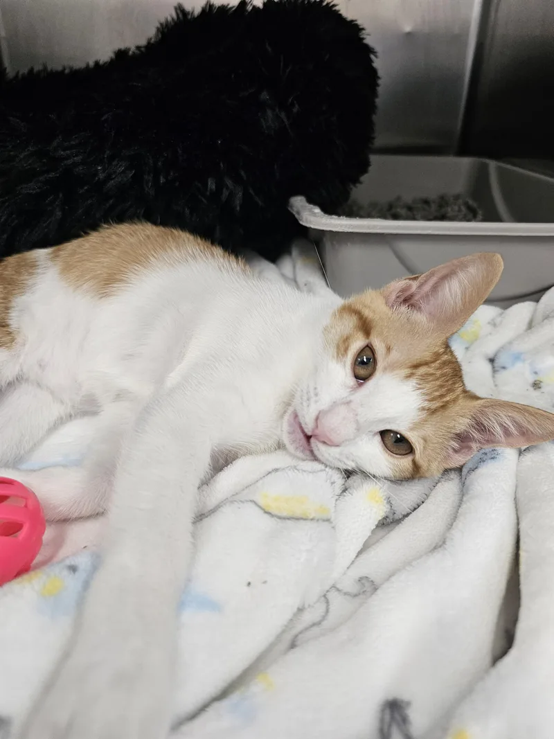 A baby small-sized female Domestic Short Hair cat named Oli for adoption in Honolulu, HI