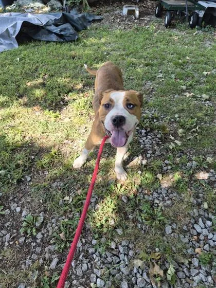 An adult medium-sized male Pit Bull Terrier dog named Walnut for adoption in Independence, MO