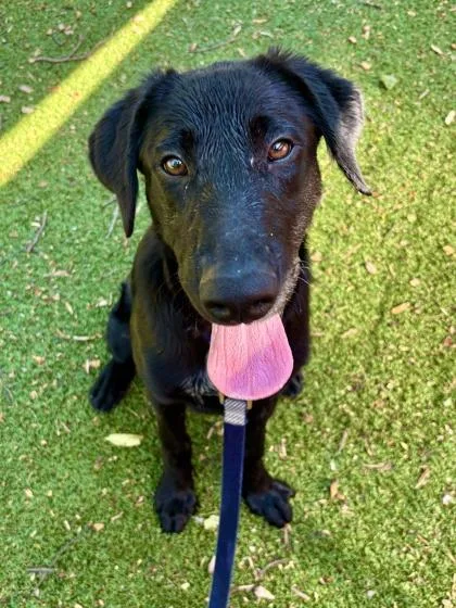 An adult medium-sized male Mixed Breed dog named Utah for adoption in West Chester, PA