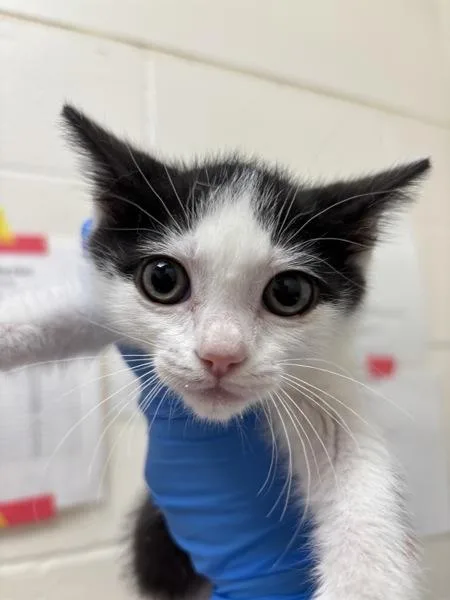 A baby small-sized female Domestic Short Hair cat named Colombia for adoption in Santa Rosa, CA