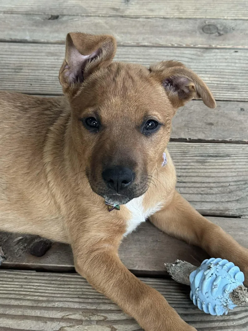 A baby medium-sized female Terrier dog named Kova for adoption in Eugene, OR