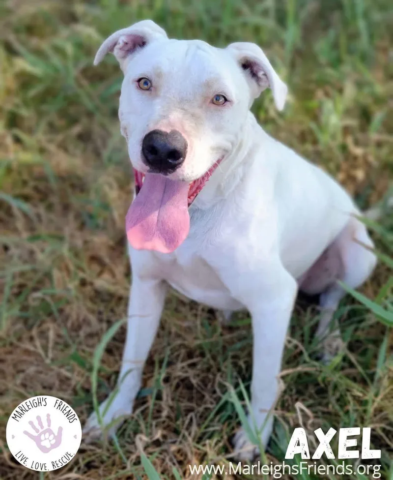 An adult medium-sized male Labrador Retriever dog named Axel for adoption in Carrollton, TX