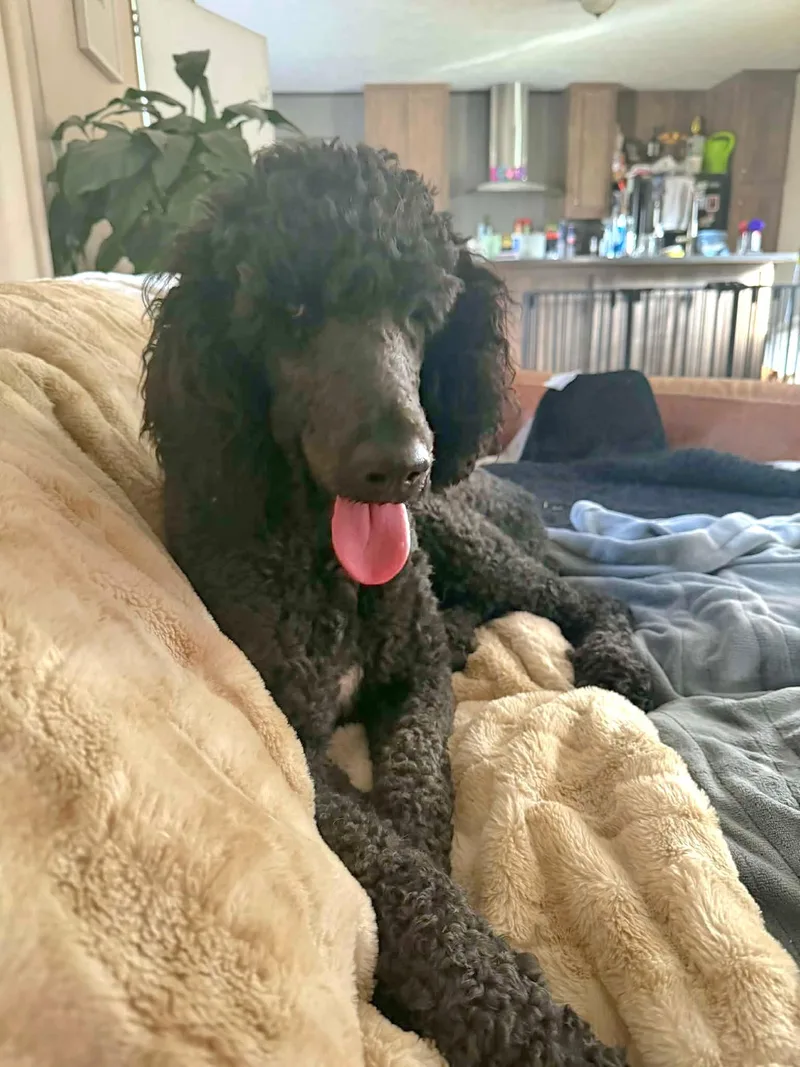 An adult large-sized male Standard Poodle dog named Jax for adoption in Salamanca, NY