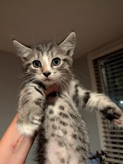 Pintoe Beans
