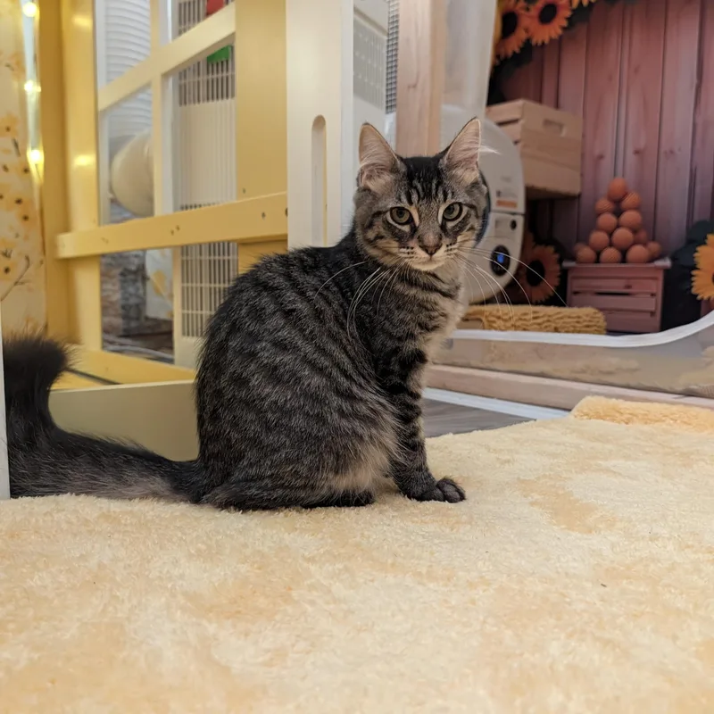 A baby large-sized male Domestic Long Hair cat named Frodo for adoption in Beaverton, OR