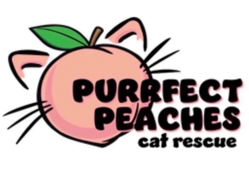An adult medium-sized female Domestic Short Hair cat named Charlotte Luckett for adoption in Douglasville, GA