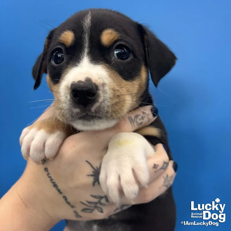 A baby large-sized male Shepherd dog named Porky for adoption in Washington, DC