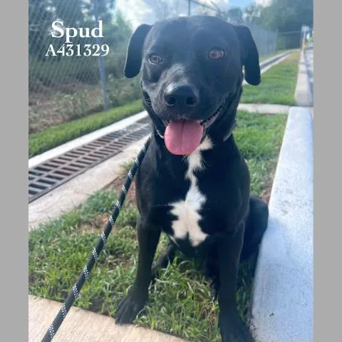 A young medium-sized male Belgian Shepherd / Malinois dog named Spud for adoption in Conroe, TX