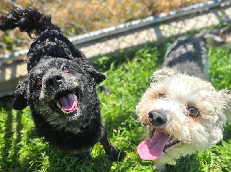 Joey & Charlie thumbnail 3