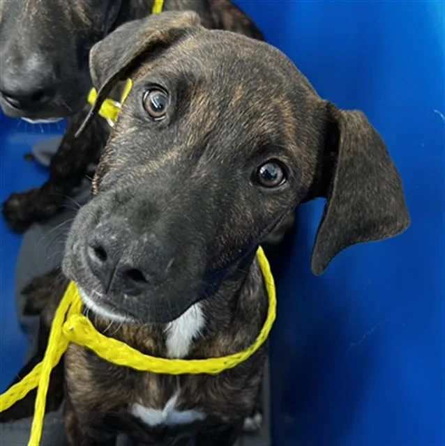 A baby large-sized male Mixed Breed dog named Loki for adoption in Dallas, TX