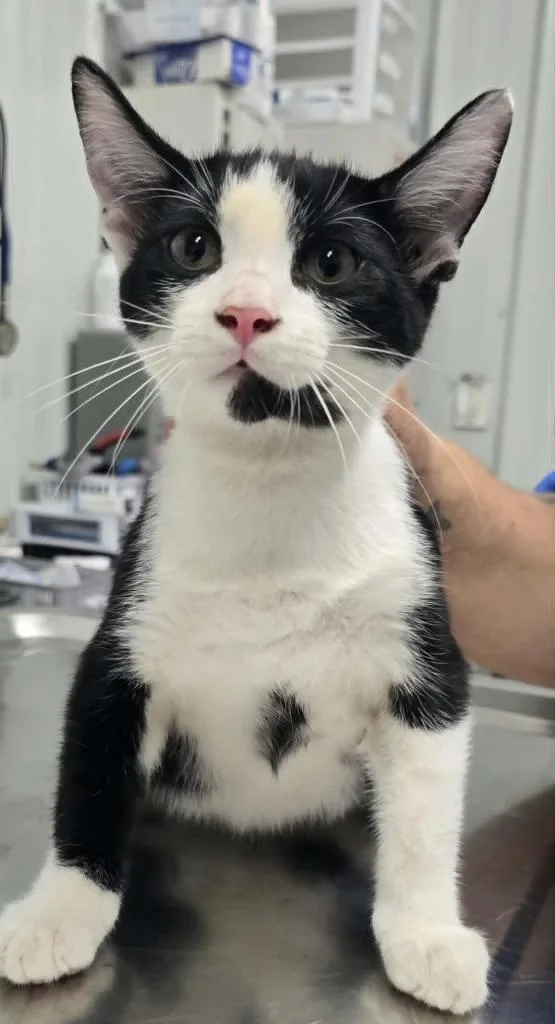 A baby medium-sized male Domestic Short Hair cat named Stan for adoption in Hillsdale, IN