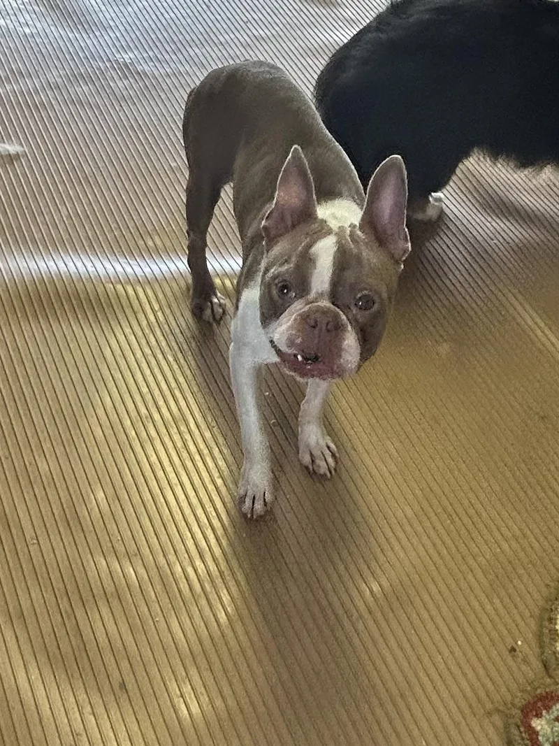 An adult small-sized male Boston Terrier dog named Maverick for adoption in Rossford, OH