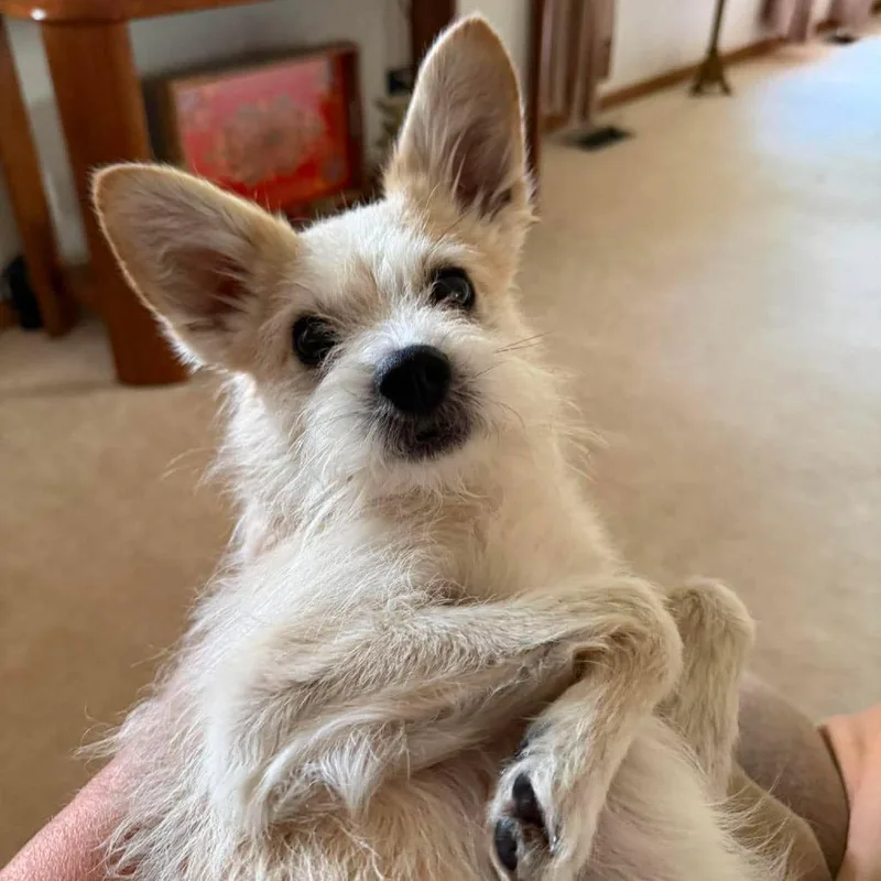 An adult medium-sized male White / Cream Mixed Breed dog named Remy for adoption in Plainfield, IL